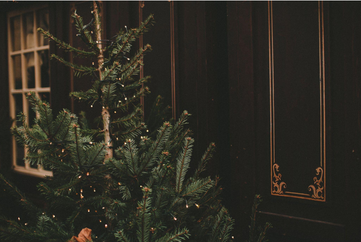 Find the Perfect Christmas Tree for Your Home