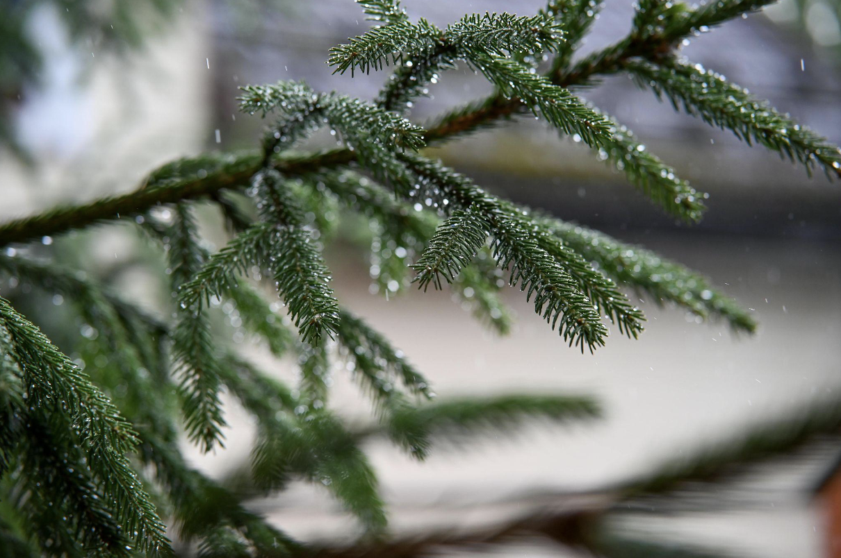 Choosing the Perfect 9-Foot Christmas Tree for You